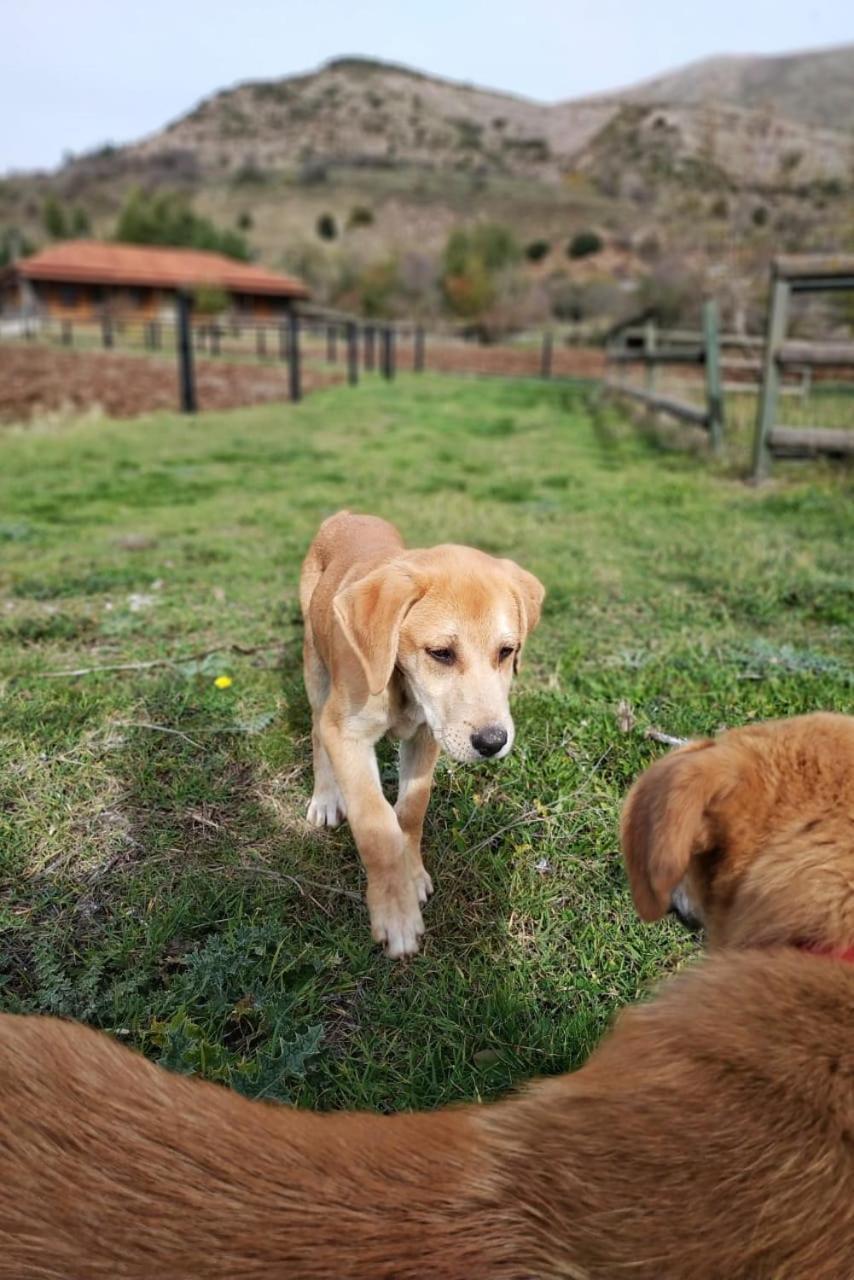 Orias Guesthouse&Farm Kalavryta Extérieur photo